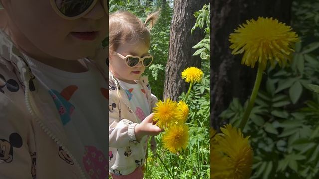 Одуванчики 🌼🌼🌼