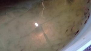 Разведение осетровых в домашних условиях. Малек продолжает расти.