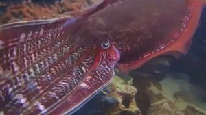 Кто такие головоногие? Чем кальмар отличается от каракатицы? На что способны осьминоги?