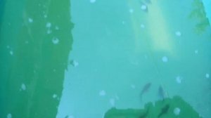 Малек стерляди.