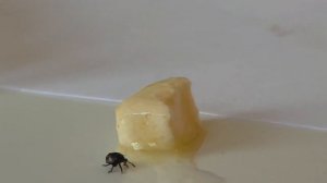 Клещ или маленький жучок? Мы долго думали и всё же решили, что этот смешной маленький жук не клещ!!