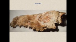 Hapalodectes dux Lopatin skull lateral