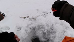 Зимняя Удочка Акара Финеза тест 0,7- 2.8 ловлю плотву на гвоздикубик 0.4 гр. работает олично.