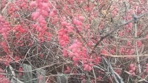 Собираем барбарис.