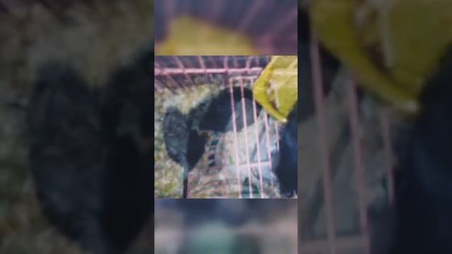 Наши мышки ПЕСЧАНКИ