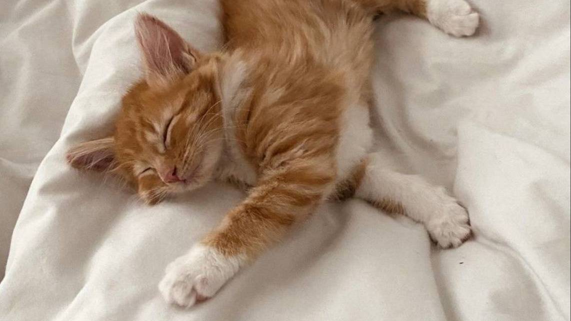 Милые коты !!! Лучшая подборка с милыми котиками !!! Подборка #9