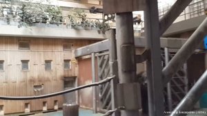 Азиатский слон в Московском зоопарке