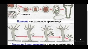 Биология с нуля. Кишечнополостные