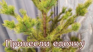 Принесли елочку, сразу новогоднее настроение