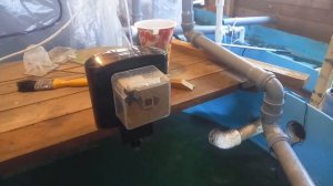 Осетровые в домашнем УЗВ