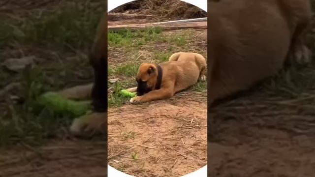 scene_output.mp4