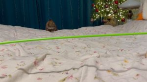 Бенгальские кошечки