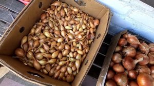 Обрабатываем урожай лука перед хранением