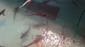 Теперь только Стерлядь.