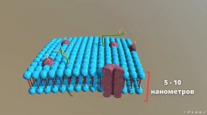 Строение клеточной мембраны Изучаем в 3D1