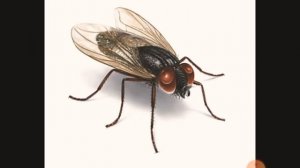 А муха тоже Вертолёт