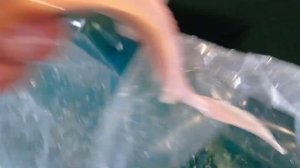 Стерлядь альбинос в моем УЗВ.