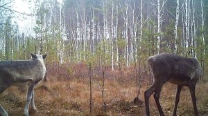 Вольные лесные северные олени в Керженском заповеднике