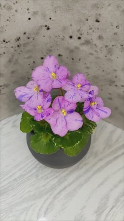 Фиалка Shirl's Pip Squeak