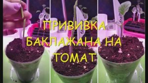 Прививка баклажана на томат в боковой разрез и копулировка_Eggplant grafting on tomato