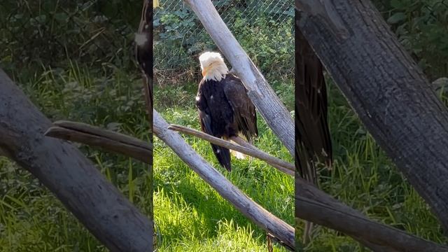 🦅🪶Amazing Eagle🪶🦅🔥🔥🔥♥️💚♥️💚
