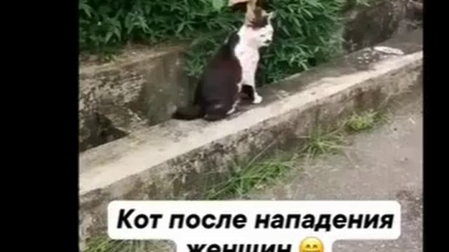 на котика напала женщина смотреть онлайн