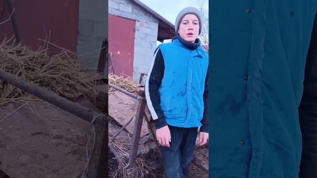 Чем мы кормим быков? ТГК - DanilaFermer #farmlive #деревня #farming #быки #врек #втоп