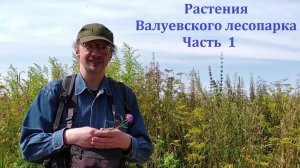 Краеведческий понедельник  — Растения Валуевского лесопарка. Часть 1