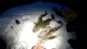 Чёрная дыра, добыча живца и ловля налима. 16-я серия. 13.12.2023