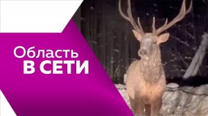 Программа "Область в сети" №284