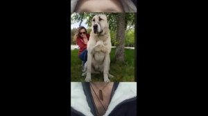 На девушку в подмосковье напал алабай. новость.