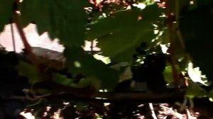 Сорт винограда "Гавриил" - сезон 2019 # Grape sort "Gavriil"