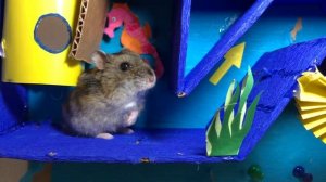 🦂 Scorpion Hamster Maze with Traps! 🐹  OBSTACLE COURSE 🐹