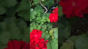 Обзор пеларгоний 9.07.24