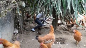 Use 3-wheeled Truck Harvesting A Lot Of Chicken Eggs Go To Countryside Market Sell | Free Bushcraft