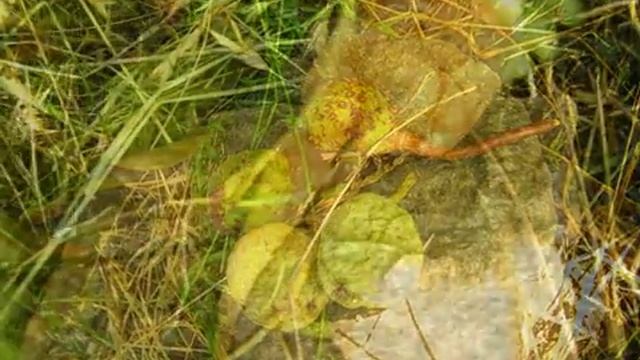 Причуды природы