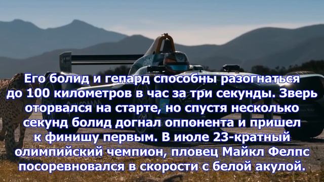 Гонка «формулы-е» и гепарда: видео