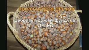 Быстрая уборка фундука