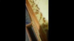 Очистка корпусов Ульев из ППС