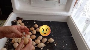 Идет активный вылуп цыплят на 21 день инкубации куриных яиц