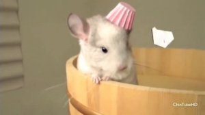 смешная шиншила National Geographic!