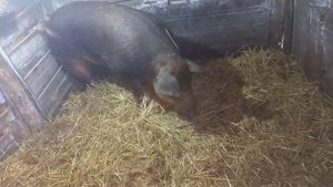 Не удачная кастрация большого кабана/Что-то пошло не так. Неуротранк не подействовал.