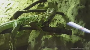 Рептилии Московского зоопарка