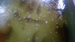 Осетровые в моем УЗВ