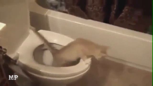 Кошки. Подборка смешных кошек смотреть онлайн