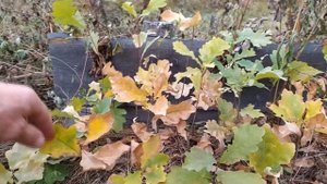 Выращиваю дубы посаженные желудями