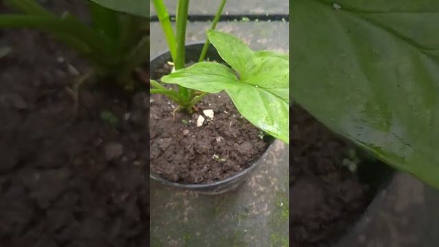 Syingonium Mojito