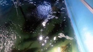 Что влияет на созревание икры