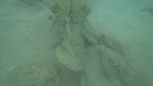 Плоскоголовый скорпенопсис, Захабия