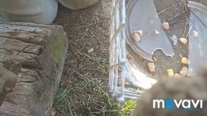 капкан переделка